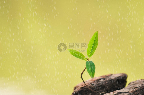 在叶子下避雨的小石头图片