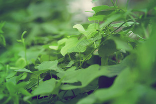 绿色的植物背景图片