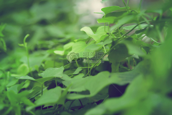 绿色的植物背景图片