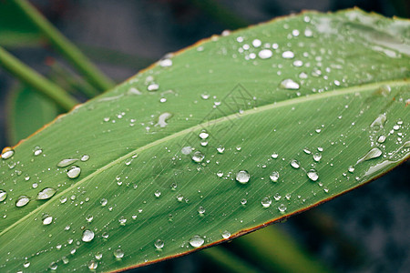 一片绿色树叶一片雨后的叶子背景