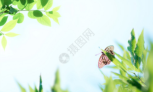 绿色背景图夏日午后的树叶蝴蝶背景背景