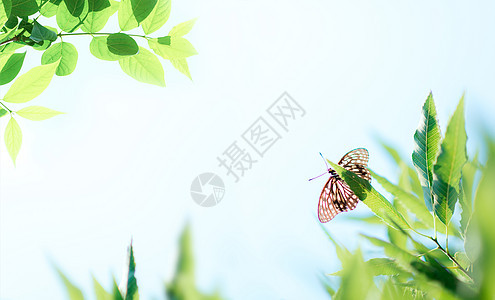 夏日照片 夏日背景 夏日摄影图片下载 摄图网 夏日照片 夏日背景 夏日摄影图片下载 摄图网