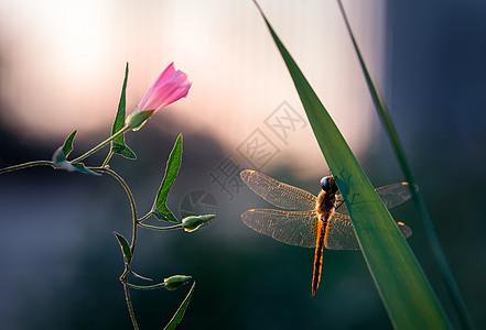 手绘线条花朵粉色野花与蜻蜓背景