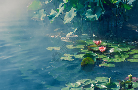 水中照片 水中背景 水中摄影图片下载 摄图网 水中照片 水中背景 水中摄影图片下载 摄图网