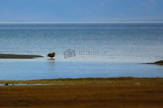 青海湖耳海图片