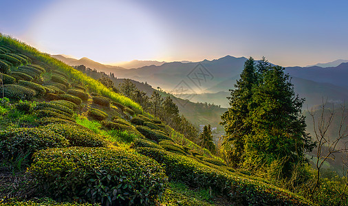 蓝色天空背景山中茶园背景