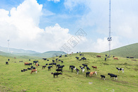 贵州乌蒙大草原遍地的牛羊图片