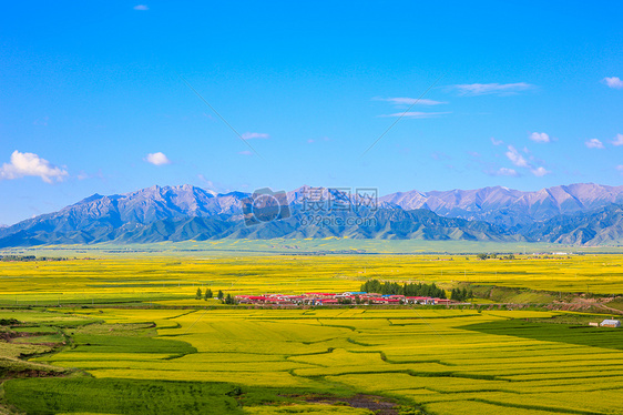 甘肃张掖油菜花图片