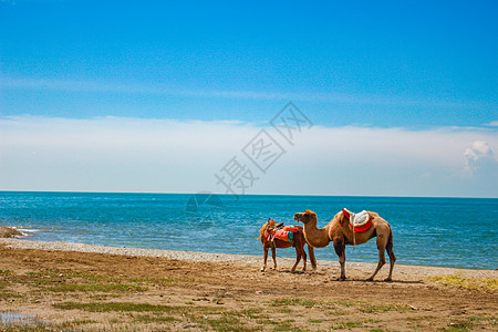 低光青海湖边的骆驼背景