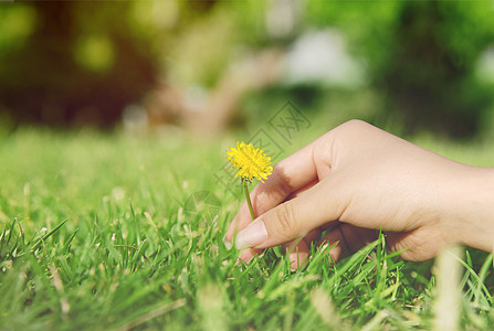 蒲公英壁纸绿色草坪上女孩的手摘一朵小花背景