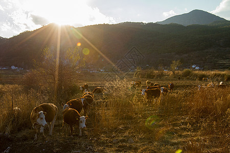 傍晚放牧回来的牛群背景图片