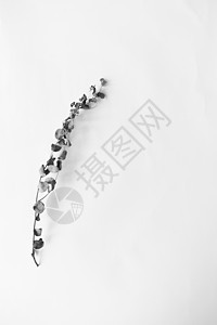 全白素材 全白素材图片大全 全白素材背景图片