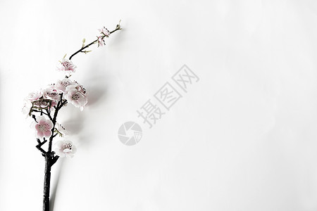 全白素材 全白素材图片大全 全白素材背景图片