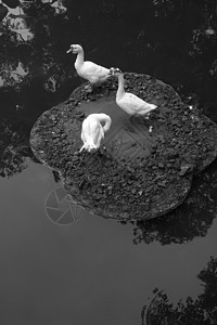 黑白中国风水墨鸭子图片