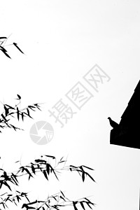 中国风水墨摄影的竹子和鸟高清图片