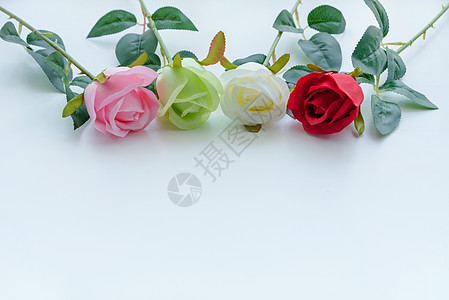 玫瑰花白玫瑰壁纸高清图片