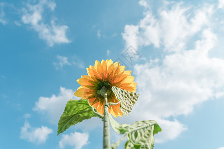 夏日花草蝴蝶阳光下的向日葵背景