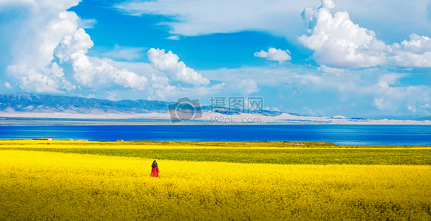 青海湖油菜花图片