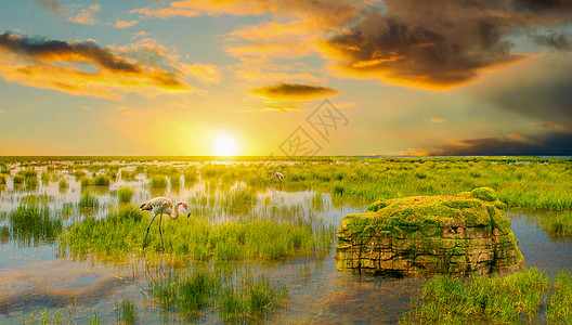 梦幻火烈鸟湿地夕阳背景