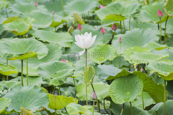 夏日荷花图片