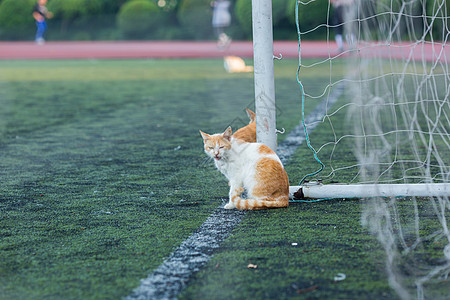 学校操场上的流浪猫图片