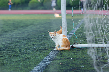 学校操场上的流浪猫背景图片