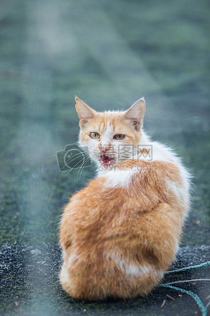 学校操场上的流浪猫图片