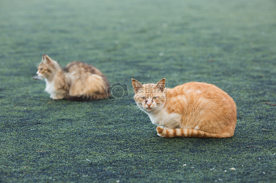 学校操场上的流浪猫图片