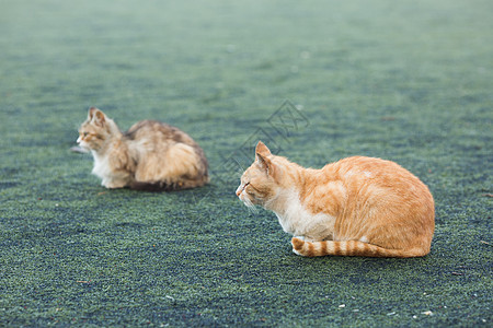 学校操场上的流浪猫背景图片