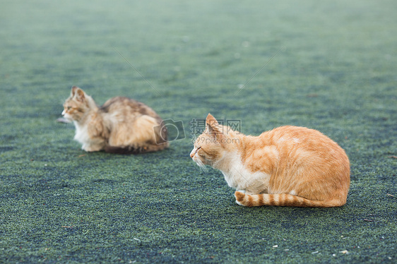 学校操场上的流浪猫图片