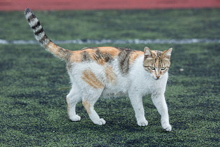 学校操场上的流浪猫图片