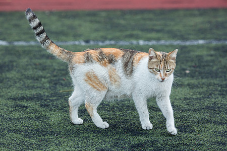 学校操场上的流浪猫背景图片