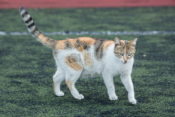 学校操场上的流浪猫图片