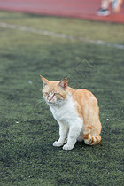 学校操场上的流浪猫图片