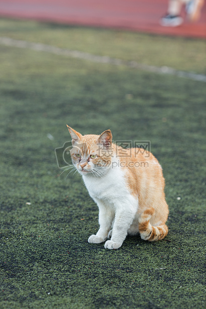 学校操场上的流浪猫图片