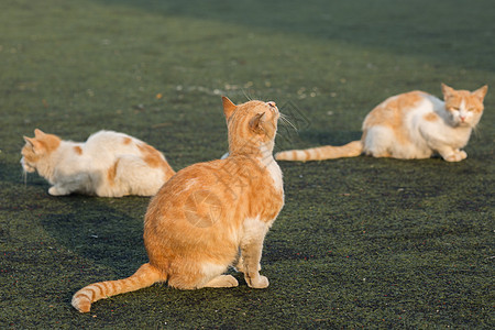 学校操场上的流浪猫背景图片