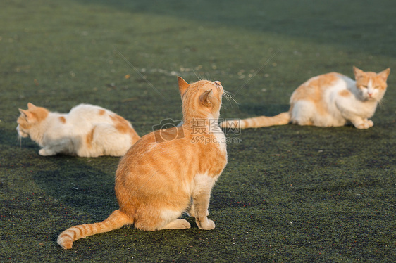 学校操场上的流浪猫图片