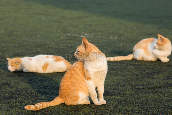 学校操场上的流浪猫图片