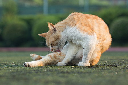 学校操场上的流浪猫高清图片