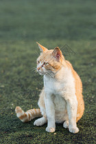 学校操场上的流浪猫图片