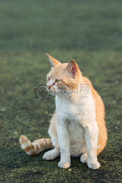 学校操场上的流浪猫图片