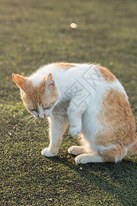 学校操场上的流浪猫图片