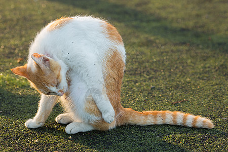 学校操场上的流浪猫背景图片