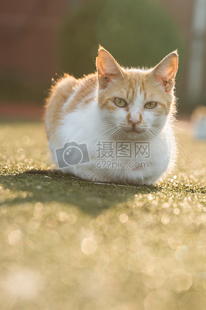 学校操场上的流浪猫图片