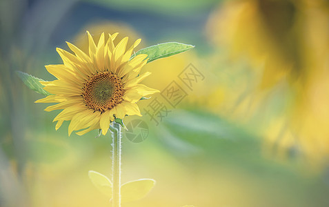向日葵太阳花扇子高清图片