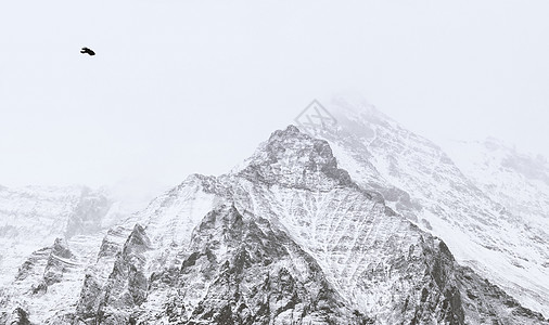 孤独黑白雪山和鸟背景