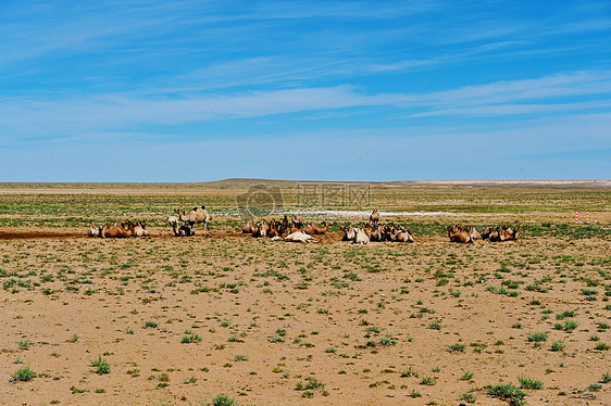 新疆沙漠中休憩的骆驼群图片