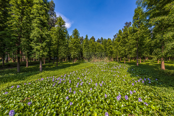 森林绿地鲜花图片