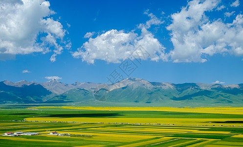 山脉水墨门源油菜花背景