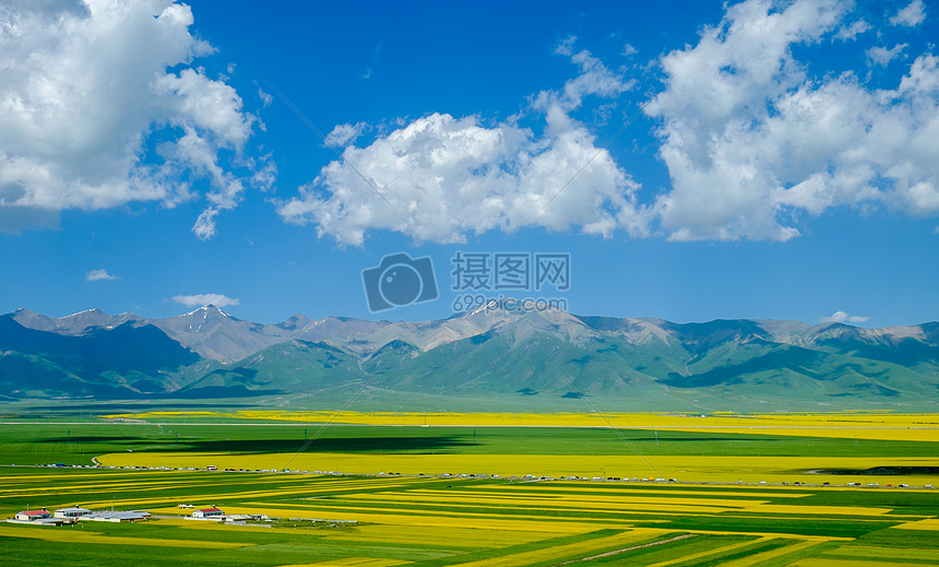 门源油菜花图片